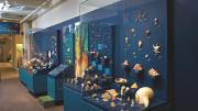 A view of <i>Mollusks: Shelled Masters of the Marine Realm,</i> a new exhibition at the Harvard Museum of Natural History 