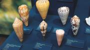 A selection of cone snail shells