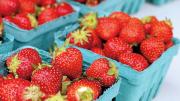 fresh strawberries at the Harvard Farmers&rsquo; Market