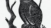 Jonathan Fisher&rsquo;s wood engraving &ldquo;The Great Owl,&rdquo; from his book <i>Scripture Animals,</i> and his home in Blue Hill, Maine 