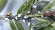 Hemlock woolly adelgids on an eastern hemlock branch 