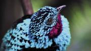Inspired by the bright blue feathers of the cotinga, Harvard researchers are developing structural colors that mimic its hue.