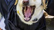 Canine critic Zo&euml;, the seeing-eye dog of Kristin Anne Fleischner, J.D. &rsquo;14, attends Commencement suitably attired.