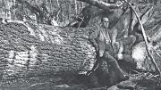 Harvard Forest director Al Cline stands next to a fallen hemlock, 1938.