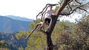 The author climbed this tree in Cyprus’s Troodos Mountains, en route to Lagoudera.