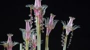 A new permanent exhibit at the Harvard Museum of Natural History showcases more than 50 glass models of marine invertebrates from the collections of the Museum of Comparative Zoology—models crafted by Leopold and Rudolf Blaschka, creators of the famous Glass Flowers. This model is <i>Tubularia indivisa</i>, or oaten pipes hydroid. (MCZ SC119)