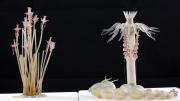 Decades before they were commissioned to create Harvard’s Glass Flowers, the Blaschkas were known for their glass sea creatures, made to exacting naturalistic detail.  They presented <i>Tubularia indivisa</i> both at life size (left) and with enlargements to show particular anatomical details. (MCZ SC119)