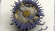 The restoration shed light on the Blaschkas’ methods. The marine invertebrate models (here, another sea anemone) are made mostly of clear, painted glass and some colored glass, while the later botanical models made more use of colored glass. The Blaschkas likely made many parts, like tentacles, at once, assembling the models to order. (MCZ SC50, <i>Phymactis florida</i>)