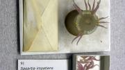 More than 100 years after the models were made, the animal-hide glue used in their construction had begun to deteriorate, causing some pieces to fall off, as with this model of a sea anemone. (MCZ SC58, <i>Sagartia impatiens</i>)