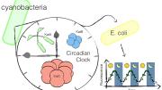 Researchers have transplanted a circadian clock from cyanobacteria into a gut microbe, <i>E. coli.</i> 