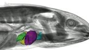 Colored chambers of the heart in a preserved larval axolotl, an endangered salamander