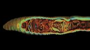 A still from a video shows the internal  the organs of an earthworm, including its four hearts, in blue.
