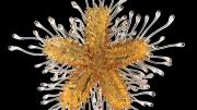 A star is born (in glass): a juvenile common sea star, Asterias rubens.