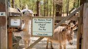 Beyond the entrance, donkeys greet visitors.