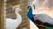 Peafowl commune at the aviary.