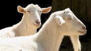 Goats roam the barnyard.