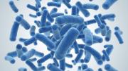 Bacillus Subtilis