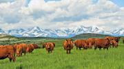 cattles crazing