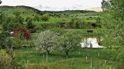 green pastures