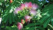 Pink blossoms of the mimosa tree