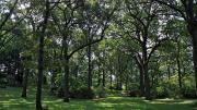 Shady grove of oak trees 