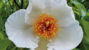 White blossom of the Franklin tree 