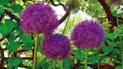 Photograph of purple flowers