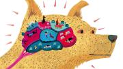 Illustration of a dog with a brain made up of different colorful regions depicting skills such as hunting and herding