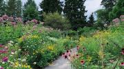 View of summer garden in bloom with walking path 