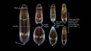A photomontage showing how, when a whole panther worm is cut in two, the parts heal, form regeneration, and then develop into two complete panther worms.