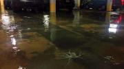 Octopus on floor of flooded Southeastern Florida parking garage