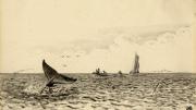 “The Whale ‘sounding’ or diving after having come to the surface to breathe of [sic] ‘blow.’ In making the longer dives the flukes of the tail are thrown thus high out of water. The boats are now in pursuit.”