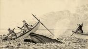 “The Harpooned Whale in rising to ‘blow’ comes up under one boat staving in the bow and throwing the occupants into the water. The second boat is continuing the pursuit while the crew of the first clings to the craft until rescued by the schooner.”