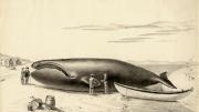 “The Whale was finally killed by a lance thrust, towed to the shore and left high and dry by the falling tide.”