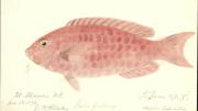 Blake's watercolor of a fish collected near St. Thomas on the 1871-1872 <i>Hassler</i> expedition.