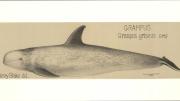 James Henry Blake's drawing of a grampus whale, now known commonly as Risso's Dolphin.