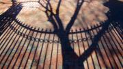 The curving silhouette and spear-tipped finials of the Class of 1876 Gate appear in shadow, along with the trunk and branches of a tree, on the brick path outside Harvard Yard. The gate's archway is visible in the upper left hand corner. 