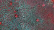 Satellite imagery revealed the grid-like distribution of termite mounds (the small red spots) in the Kenyan savanna. Such patterning optimizes ecosystem productivity. 