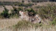 Termite mounds, seen here in Kenya’s  Masai Mara as an oasis of green in a sea of brown, help support savanna biodiversity  at all levels, from tiny insects to this  family of cheetahs.