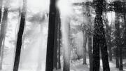 From <i>Trees and Gardens: Photography by Joseph Flack Weiler,</i> at the Arnold Arboretum