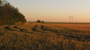 Crop fields in Hungary.