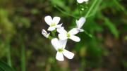 Arabidopsis arenosa.