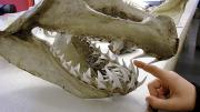 Kids and adults can learn about teeth, bones, and other remains at the Peabody Museum&rsquo;s zooarchaeology lab. 