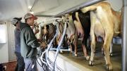 Trystan (left) and Max Sandvoss at milking time. By law, fresh goat milk must be processed within 72 hours. 