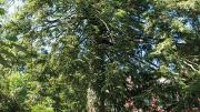 The age-old hemlock on the carriage way