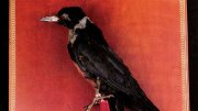 Taxidermy crow mounted on a red background with a tag attached to its leg.
