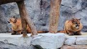 Wild cats at the Ecotarium