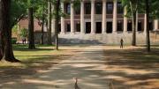 Photograph of hen turkey and poults in Harvard Yard