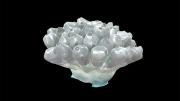 An image of a nine-centimeter-wide glass model of Diazona violacea, a tunicate colony found in the Northeast Atlantic and Mediterranean.
