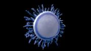 An image of a seven-centimeter-diameter glass model of Porpita porpita, a colony of hydroids that is often mistaken for a jellyfish, hence its name.